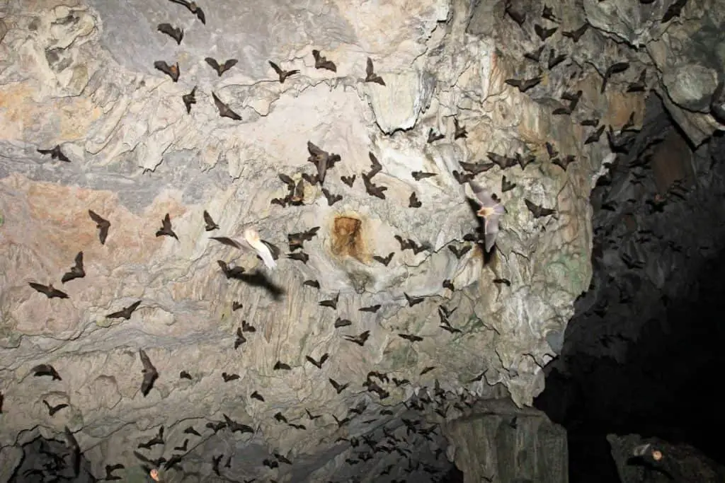 Cave bats